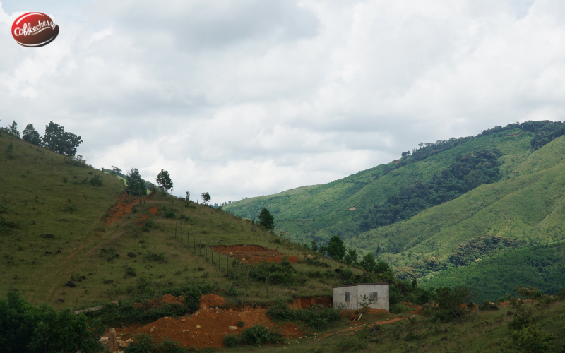 Vi-sao-robusta-phu-hop-khi-hau-Viet-Nam-hơn-Arabica (4